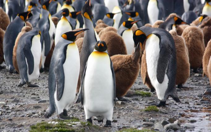 Bei den Pinguinen sind die Männchen wahre Hausmänner. Sie passen auf die Küken auf, während Mutti auf Nahrungssuche geht. Das gefundene Fressen gibt es für den Nachwuchs vorverdaut und hochgewürgt.