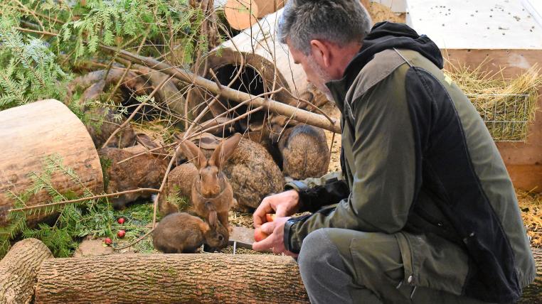 Der Wildnispark Zürich legt Wert darauf, dass auch Futtertiere artgerecht gehalten werden. Im Bild erhält ein Kaninchen von Tierpfleger Andreas Wigger einen Leckerbissen.