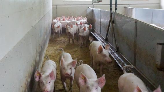 Die elf Wochen alten und rund 30 kg schweren Schweine sind vor einer Woche auf den Betrieb gekommen. Sie sind neugierig und wollen sehen, wer da den Stall besucht.