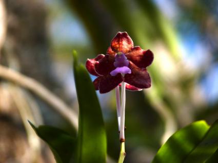 Auch Orchideen blühen dort, diese hier von der Art Vanda limbata.