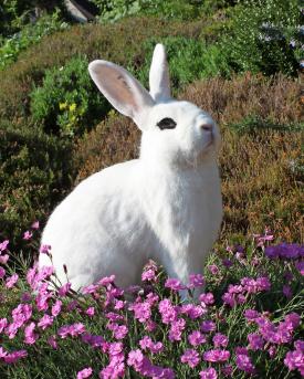 Das Zuchtziel der Hotot Kaninchen lautet: Typ einer mittelgrossen Rasse mit guter Haltung, mittellang, mit kräftigem und schön geformtem Körperbau. 