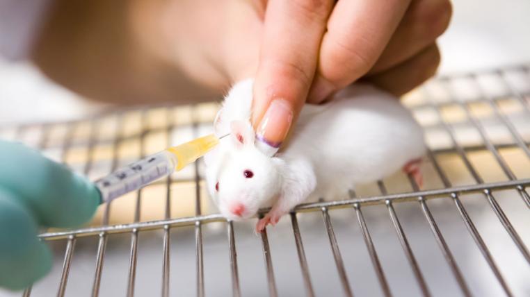 Die Wissenschaftskommission des Nationalrats will von einer parlamentarischen Initiative für ein Verbot von schwer belastenden Tierversuchen nichts wissen.