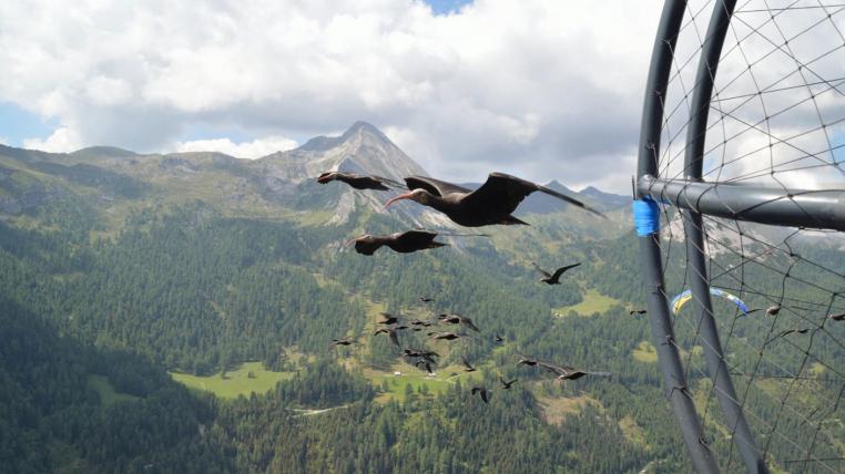 Einige der Waldrappe im Wiederansiedlungsprojekt werden von Menschen aufgezogen. Sie haben keine Eltern, die ihnen ihr natürliches Zugverhalten beibringen können. Menschen fliegen daher in einem Ultraleichtfluggerät mit und zeigen ihnen den Weg in den Süden. Waldrapp-Weibchen Hannibal ging dabei verloren.