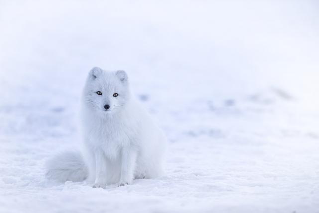 Kontrastprogramm: Der Polarfuchs (Vulpes lagopus) ist in der gesamten Arktis verbreitet. Auch er ist hervorragend an sein Habitat angepasst: Im Sommer ist sein Fell schiefergrau, im Winter färbt es sich weiss. Im Gegensatz zu den Füchsen in der Wüste hat er sehr kleine Ohren, über die er weniger Wärme verliert.
