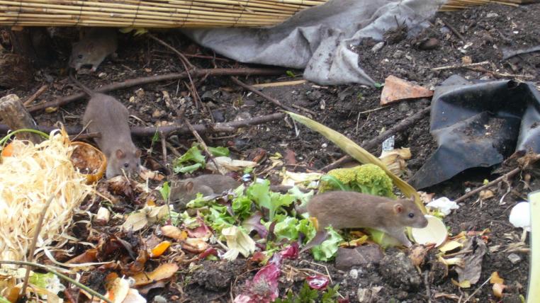 Hier machen sich Ratten in Zürich-Höngg über Haus-Kompost her.