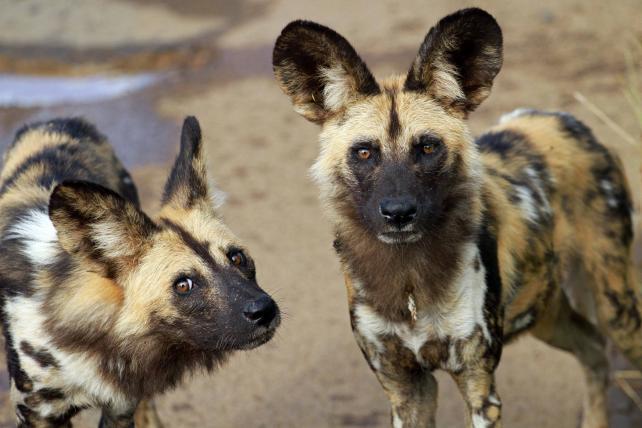 Am auffälligsten gefärbt von allen Hunden (Lycaon pictus) ist sicherlich der Afrikanische Wildhund. Er ist der grösste Wildhund Afrikas und lebt in grossen Rudeln. Die IUCN führt ihn als «stark gefährdet».