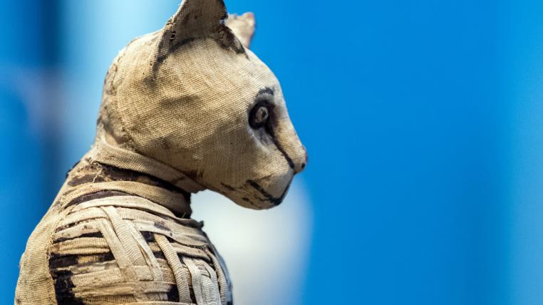 Im Alten Ägypten wurden Katzen verehrt. Durch Mumifizierung sollte ihnen ein Leben nach dem Tod garantiert werden.