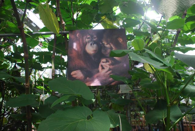 Der Orang-Utan: Kaum entdeckt, ist er bereits der am meisten gefährdete Menschenaffe.