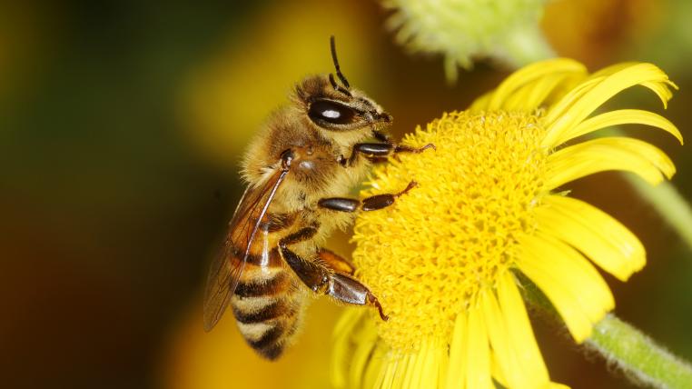 Biodiversitätsförderflächen-Blühstreifen und andere Massnahmen helfen, Bienen einen Lebensraum zu bieten. 