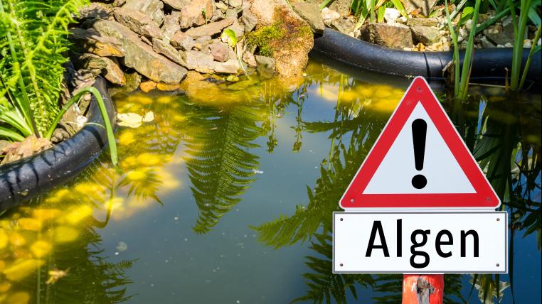 Blaualgen helfen bei der Forschung und liefern neue Erkenntnisse: Die Toleranz von Pflanzen gegenüber hohen oder schwankenden Lichtintensitäten zu verbessern könnte die Produktivität erhöhen und ist auch vor dem Hintergrund des weltweiten Klimawandels sehr interessant.