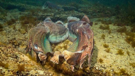 «Abenteuer Erde: Die Kleiderordnung der Tiere» wirft auch einen Blick in die Welt unter Wasser.