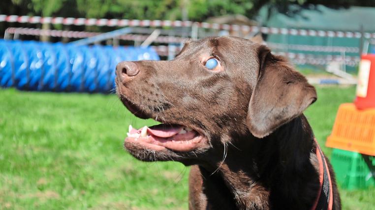 Die blinde Zora hilft dem Verein, die Öffentlichkeit für behinderte Hunde zu sensibilisieren.