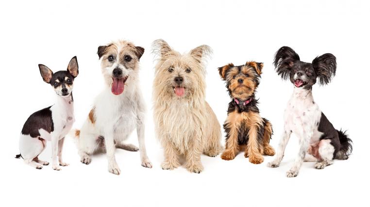 Ob Chihuahua, Yorkshire Terrier, Powder Puff oder Mischling: Kleine Hunde wollen verstanden werden.