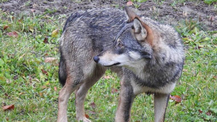 Ob der Wolf, der in Zeglingen BL gesichtet wurde, auch für die Geissenrisse verantwortlich ist, ist weiterhin ungewiss.
