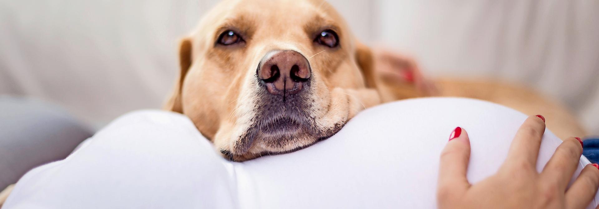 Hund mit schwangerer Frau