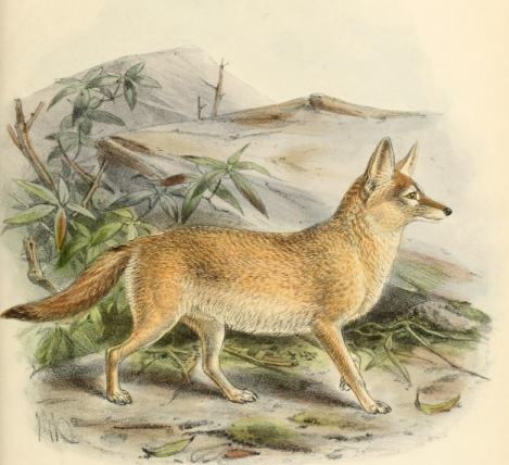 Nicht viel bekannt ist über den Blassfuchs (Vulpes pallida). Er lebt in den Halbwüsten der südlichen Sahara.