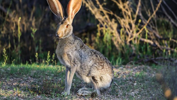 Antilopenhase (Lepus alleni): Mit rund fünf Kilogramm Gewicht und fast 70Zentimeter Länge gehört der Antilopenhase zu den grössten Vertretern seiner Familie. Er lebt in einem kleinen Verbreitungsgebiet, vor allem im nordwestlichen Mexiko, wo er sich von Gräsern und Kakteen ernährt.