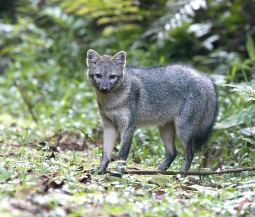 Ebenfalls in Brasilien, aber auch in Kolumbien, Venezuela und Guayana zuhause ist der Maikong oder Krabbenfuchs. Er ist der häufigste Wildhund Südamerikas. Er ist ein Allesfresser, sucht aber in der Regenzeit in Überschwemmungsgebieten bevorzugt nach Krabben im Schlamm.