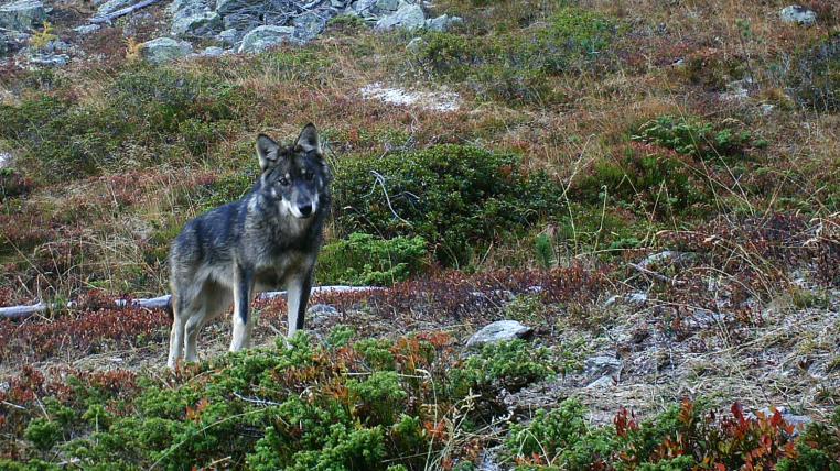 Die Fotofallenaufnahme zeigt einen Jungwolf im Wallis.