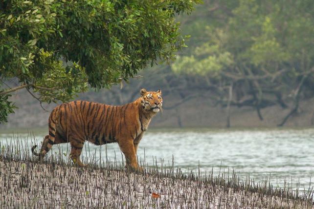 Der Königstiger ist eine in Südasien vorkommende Unterart des Tigers. Die grösste Population lebt in den Sundarbans.