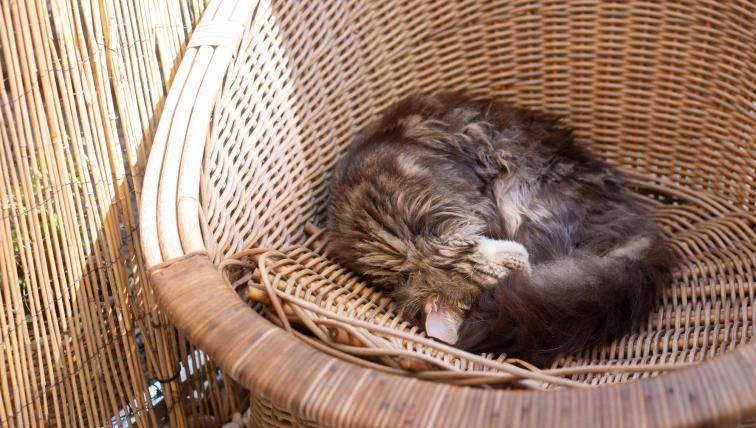 Schlafende Katzen in diesem Korbsessel dürfen nicht gestört werden.