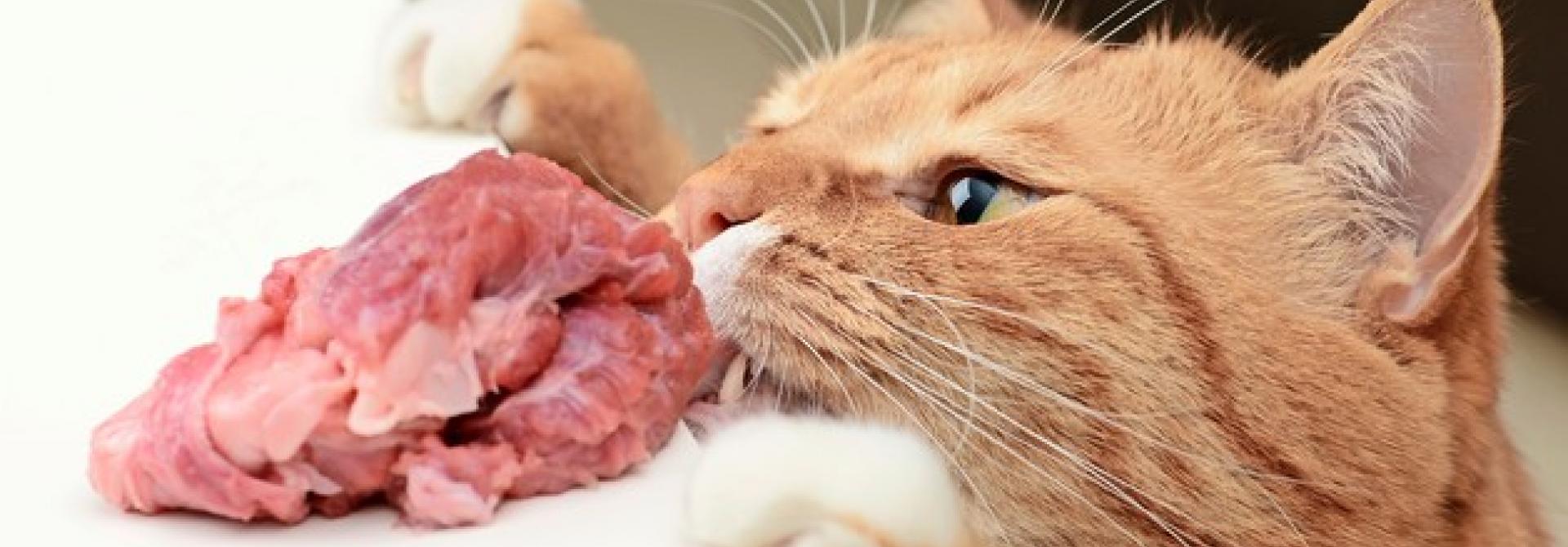 Katze isst rohes Fleisch