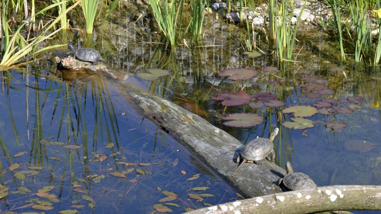 Sumpfschildkröten nun auch in Goldau tierwelt.ch TierWelt