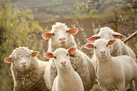 Bei den Schafen wurde schon früh auf Wollproduktion gezüchtet.