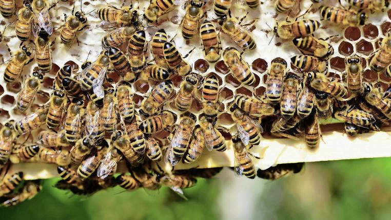 Wenn Bienen zusammenstossen, geben sie ein erstauntes «Wuup» von sich.