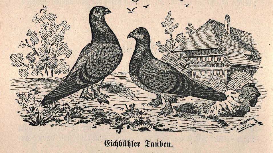 Eichbühler vor dem Hof Eichbühl aus dem Buch «Enten, Gänse und Tauben als Nutzgeflügel» von Julius Bloch aus dem Jahr 1921.
