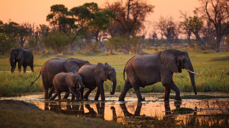 Bedrohung für die Elefanten Botsuanas: Die Behörden hatten damals Cyanobakterien, auch Blaualgen genannt, als wahrscheinliche Todesursache ausgemacht. Ob das stimmt?