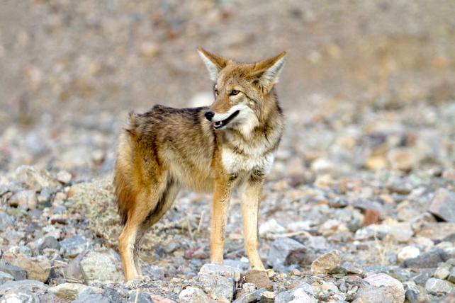 Der Kojote (Canis latrans), manchmal auch Prärie- oder Steppenwolf genannt, ist der nächste Verwandte des Wolfs, ist aber deutlich kleiner als dieser und lebt meist einzelgängerisch oder in kleineren Gruppen. In seiner Heimat Nord- und Mittelamerika konnte er dank seiner Anpassungsfähigkeit sein Verbreitungsgebiet in jüngster Zeit vergrössern. Seine Hauptbeute sind Mäuse und Hasen.