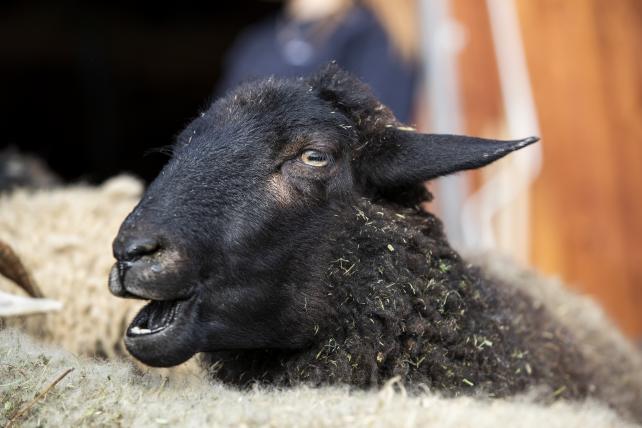 Bündner Oberländer Schafe sind optisch Individualisten: Die einen sind hell, andere dunkel, mal sind sie behornt, mal eben nicht.