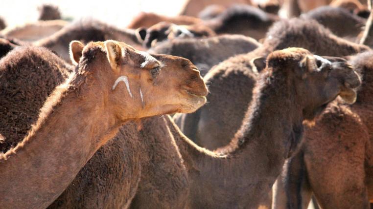Kamele werden im Arabischen Raum in grosser Zahl gezüchtet. Sie sind aber Überträger des für Menschen tödlichen Mers-Virus.