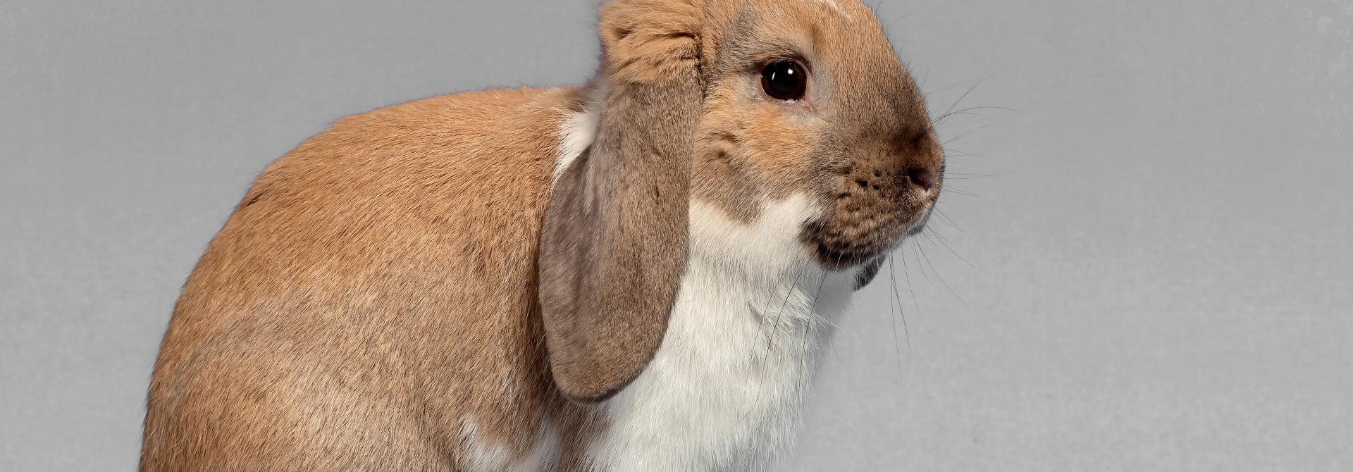Beliebtes kleines Lampiohr - tierwelt.ch | TierWelt