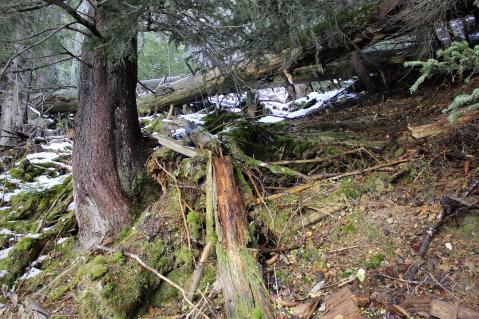 Wenn im Urwald altersschwache Bäume sterben und umfallen oder von einem Sturm entwurzelt und umgerissen werden, bleiben sie liegen. Das verrottende Totholz dient neuen Bäumen und Pflanzen als Nahrungsquelle und Kleintieren als Unterschlupf.
