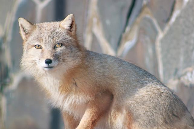 Der Steppenfuchs oder Korsak (Vulpes corsak) lebt in den kalten Steppen und Wüsten von Zentralasien, der Mongolei und China. Auch er hat als Anpassung an das Leben in der Kälte vergleichsweise kleine Ohren.