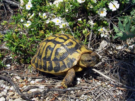 Das Schutzgebiet bietet auch Landtieren eine Heimat, zum Beispiel der Griechischen Landschildkröte.