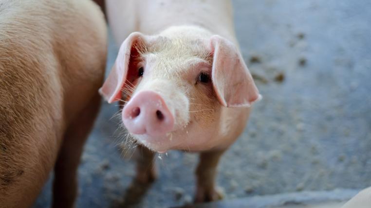 In einer «Rettungsaktion» führte ein Tierschützer eine seltene Schweinekrankheit in die Schweiz ein.