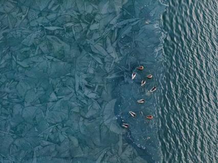 Platz zwei sichert sich Csaba Daróczi aus Ungarn. Sein Bild zeigt Stockenten auf einem halb gefrorenen See.