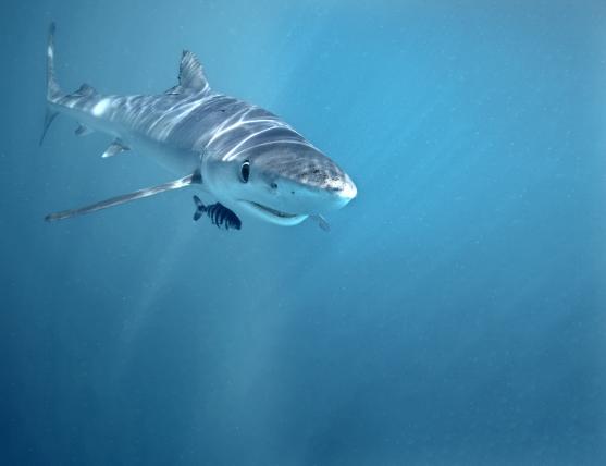 Der Ausdauerndste Mit rund 12 000 Kilometern gelang einem markierten Blauhai (Prionace glauca) die nachweislich längste Wanderung eines Hais. Er schwamm von der Küste Neuseelands bis nach Chile. Wer diese sportliche Meisterleistung nachmachen möchte, müsste dafür im Freibad 240 000 Mal eine 50-Meter-Bahn bewältigen. Lebensraum: Der 3,5 bis 4,5Meter lange Blauhai ist ein wahrer Kosmopolit und bewohnt meist küstenfernere oder ozeanische Gewässer abseits des Küstenschelfs. Ernährung: Auf dem Speiseplan stehen vornehmlich Schwarmfische wie Heringe, Makrelen, Sardinen und Thunfische. Besonderheit: Der Blauhai ist bei Parasiten sehr beliebt. Bis zu 3000 Schmarotzer befallen ihn. Sie können sogar die Kiemenstruktur verändern. Bedrohung: Obwohl der Blauhai der wahrscheinlich am weitesten verbreitete Hai der Welt ist, wird er wegen der intensiven Jagd durch den Menschen als potenziell gefährdet eingestuft.