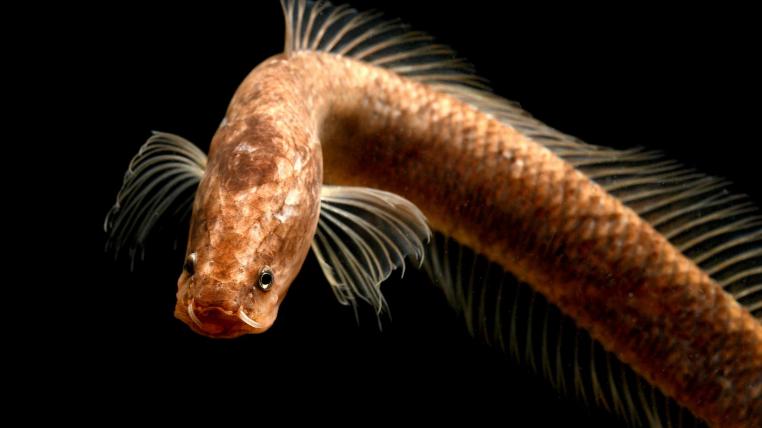 Der Gollum-Schlangenkopffisch Aenigmachanna gollum.