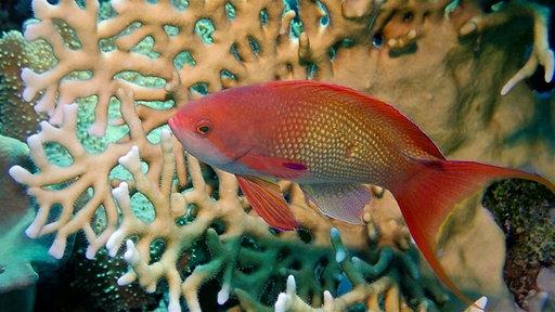Abenteuer Erde: Die Kleiderordnung der Tiere (WDR, 15.15 Uhr und Wiederholung am Samstag, 3.55 Uhr, 45 Minuten) Dass der Fahnenbarsch so bunt ist, hat einen Grund. Dasselbe gilt für das prächtige Federkleid der Pfaue. Diesem Phänomen und den Veränderungen, die sich im Laufe der Evolution ergeben haben, geht diese Doku am Nachmittag des Karfreitags auf den Grund.Die Erkenntnis, die die dem dreiviertelstündigen Film zugrunde liegt: Jedes Tier braucht seine ganz individuelle Hülle. Dabei setzt die Natur auf geniale und raffinierte Materialien, gewagte Entwürfe und ungewöhnliche Farbenspiele. Doch eine der obersten Regeln ist: Tiere müssen in ihrer Haut überleben.