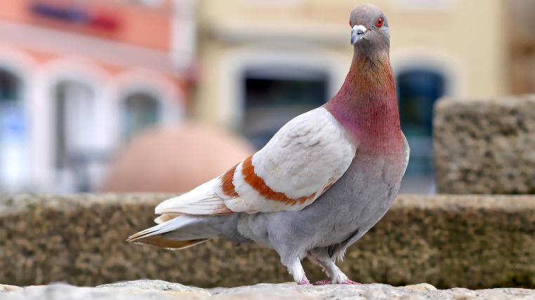 Die Taube ist zwar ein Friedenssymbol, viele Städte haben den Vögeln wegen grosser Probleme mit kotverschmutzten Fassaden den Kampf angesagt. Wie mehrere Gemeinden zeigen, kann eine gezielte Betreuung der Bestände besser zum Ziel führen.