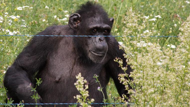 Schimpansen können sich ganz schön ärgern, wenn sie beim Glücksspiel verlieren.