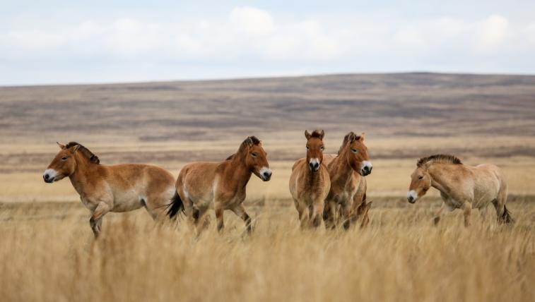 Einst war das Przewalski-Pferd in freier Wildbahn ausgestorben. Heute leben wieder mehrere Hundert Tiere in der mongolischen Steppe – auch dank Schweizer Hilfe.
