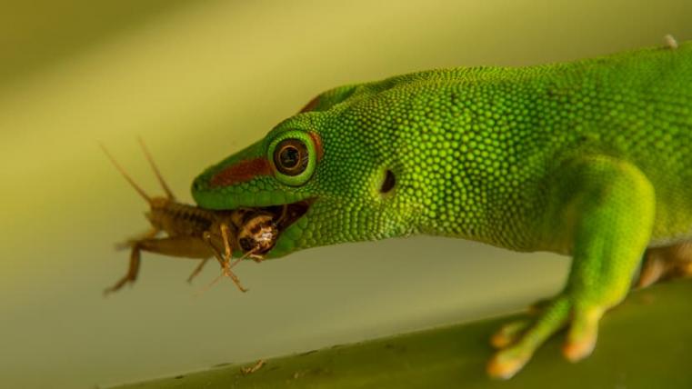 Insektensnack: Ein Grosser Madagaskar-Taggecko frisst im Masoala Regenwald ein Heimchen. Pro Jahr verfüttert der Zoo Zürich rund zwei Tonnen Insekten. 