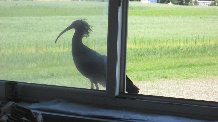 Wenn der Waldrapp ans Fenster klopft 