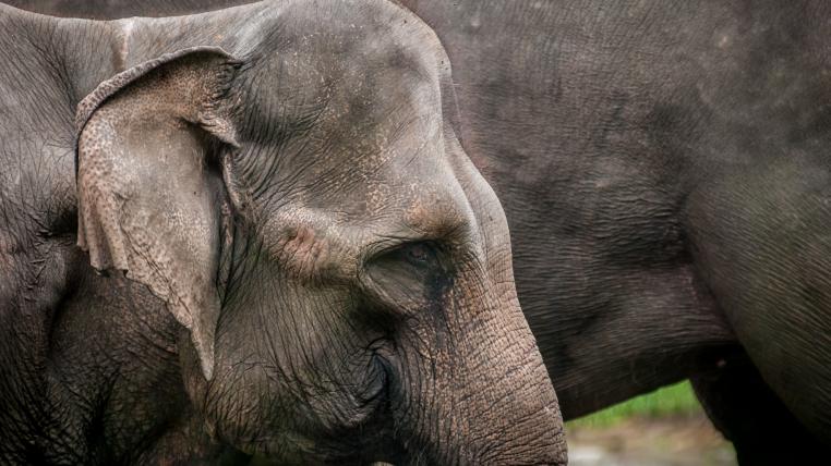 Der Widerstand ist gross, doch Elefanten dürfen weiterhin gejagt werden.