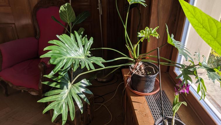 Weitere gute Anfängerpflanzen sind allerlei Arten der Gattung Philodendron – im Bild eine Zuchthybride.